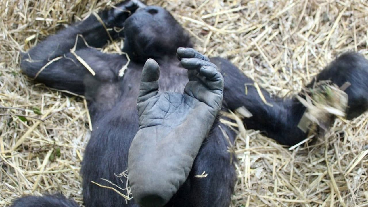 Backdrop – Der unsichtbare Zoo