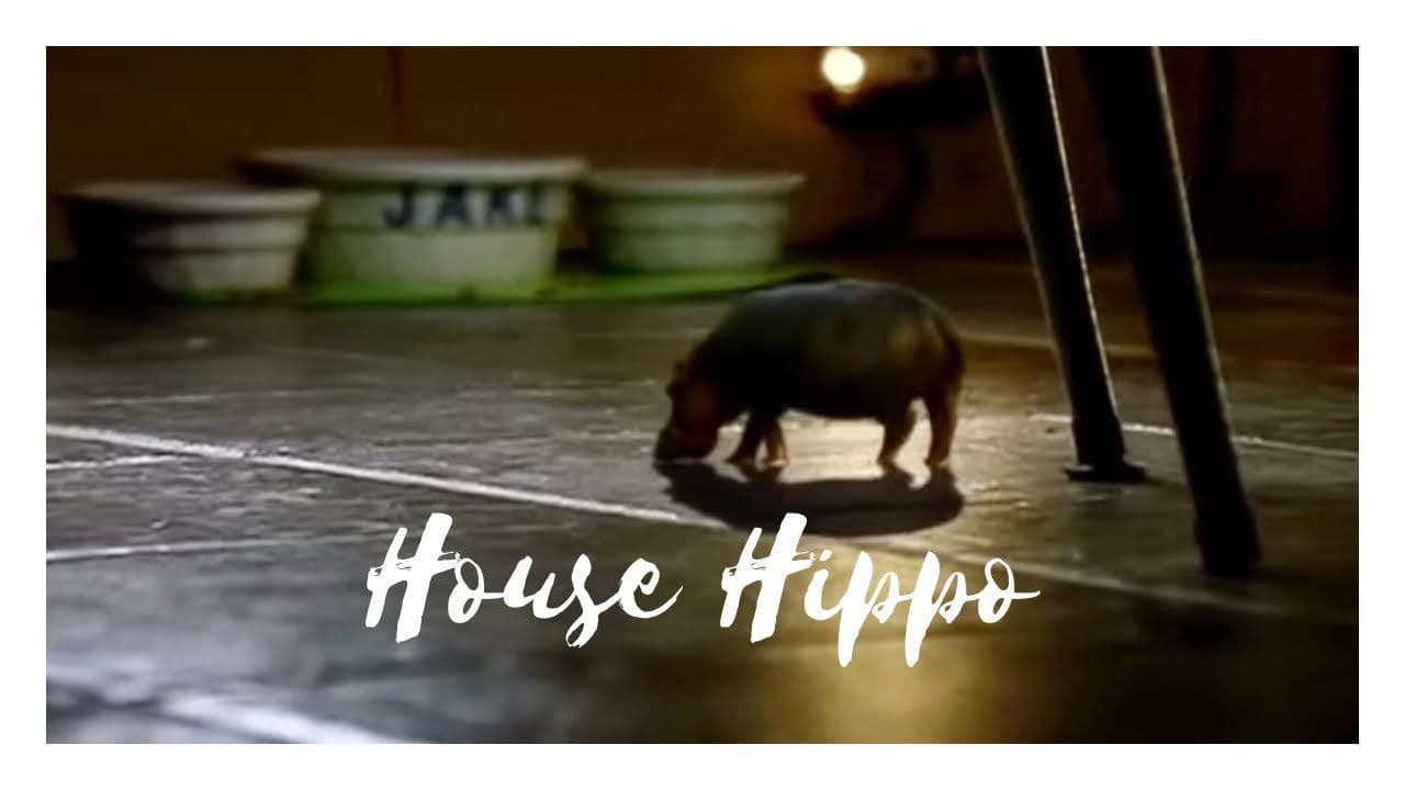 Backdrop – North American House Hippo
