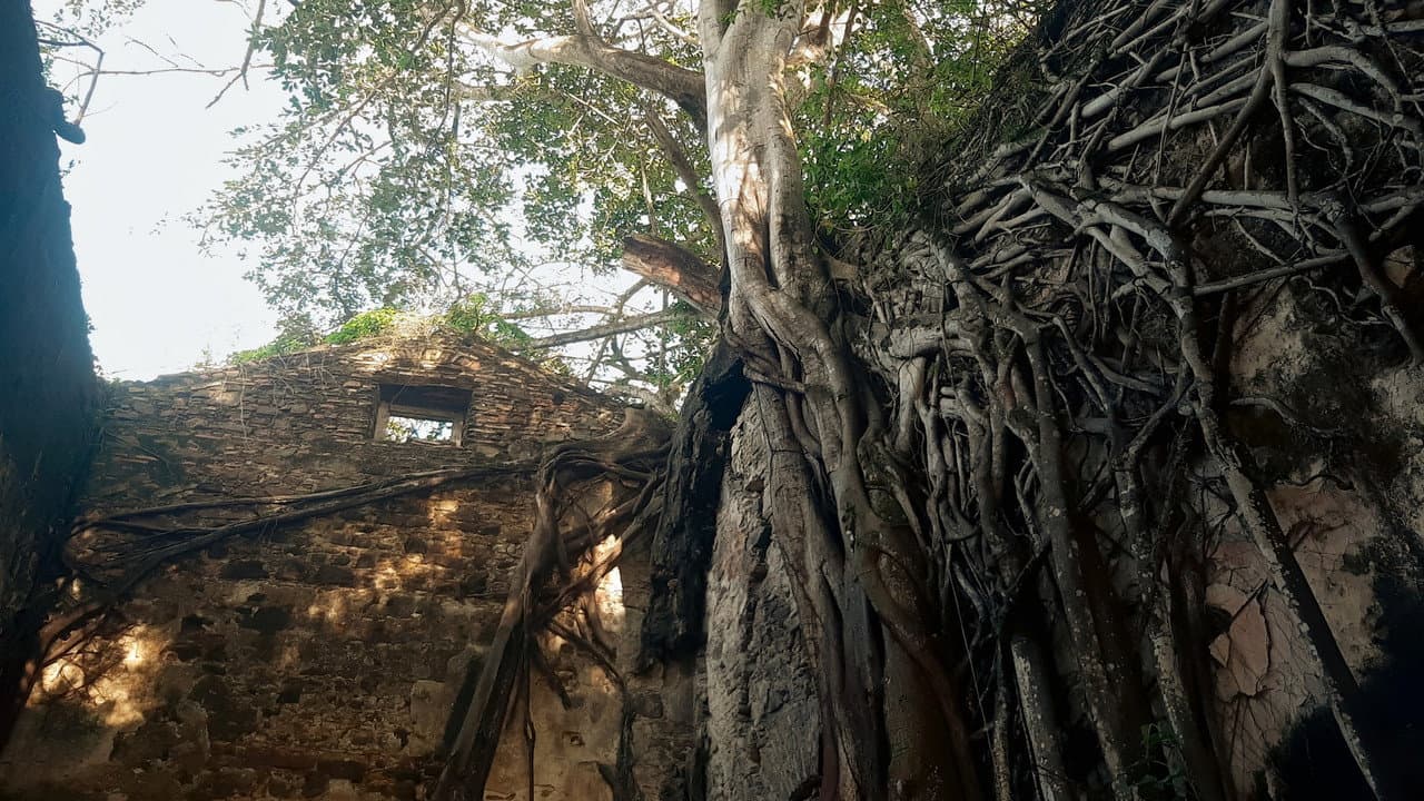 Backdrop – Ilha de Itaparica - Raízes do Brasil