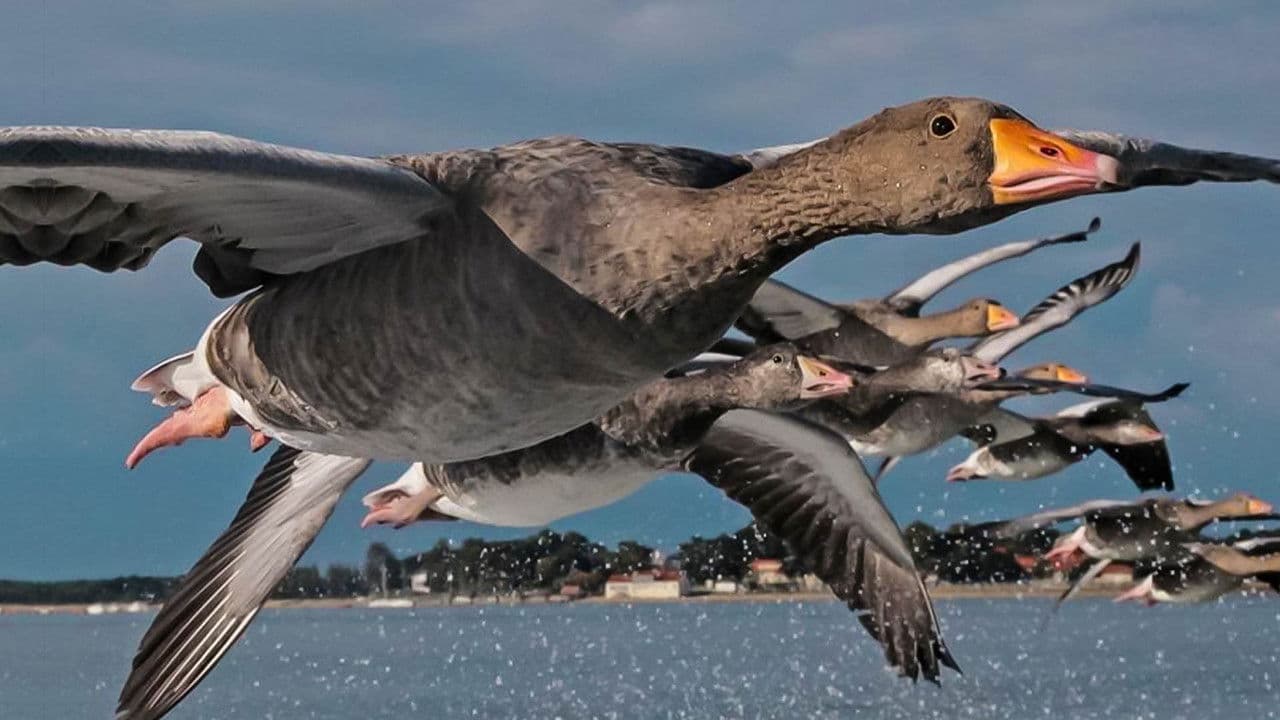 Backdrop – Der mit den Gänsen fliegt