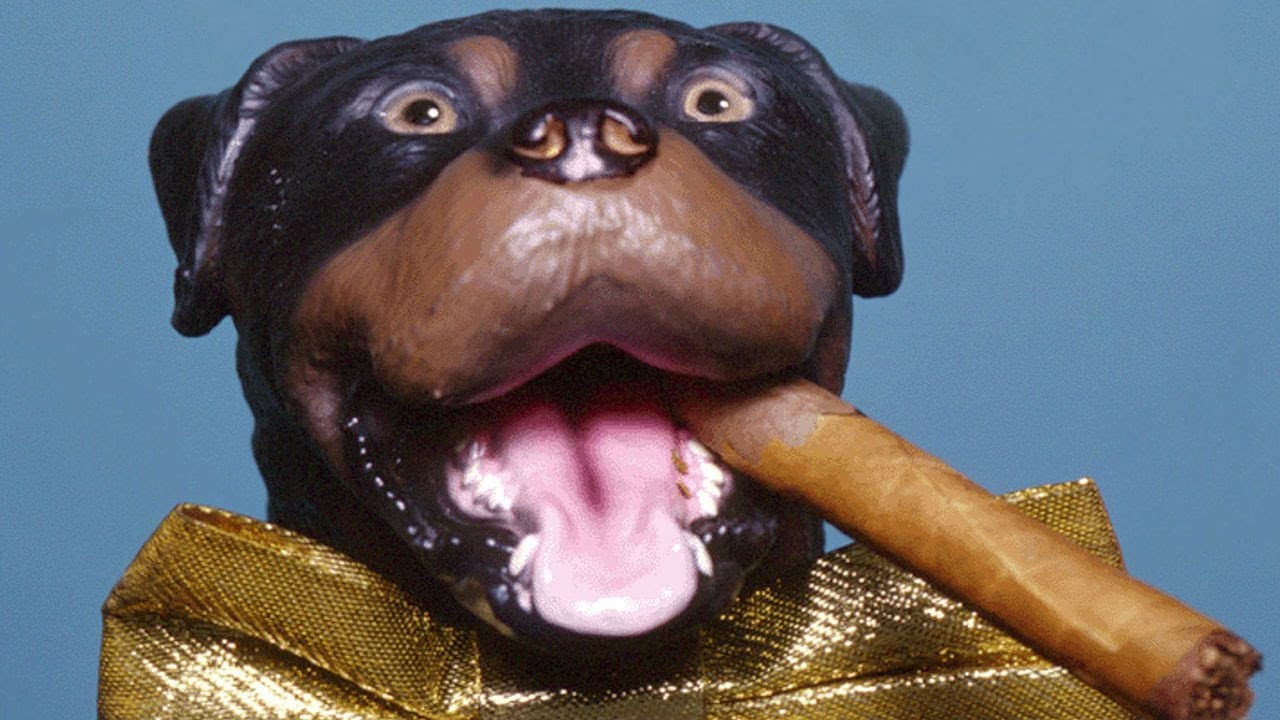 Backdrop – Late Night with Conan O'Brien: The Best of Triumph the Insult Comic Dog