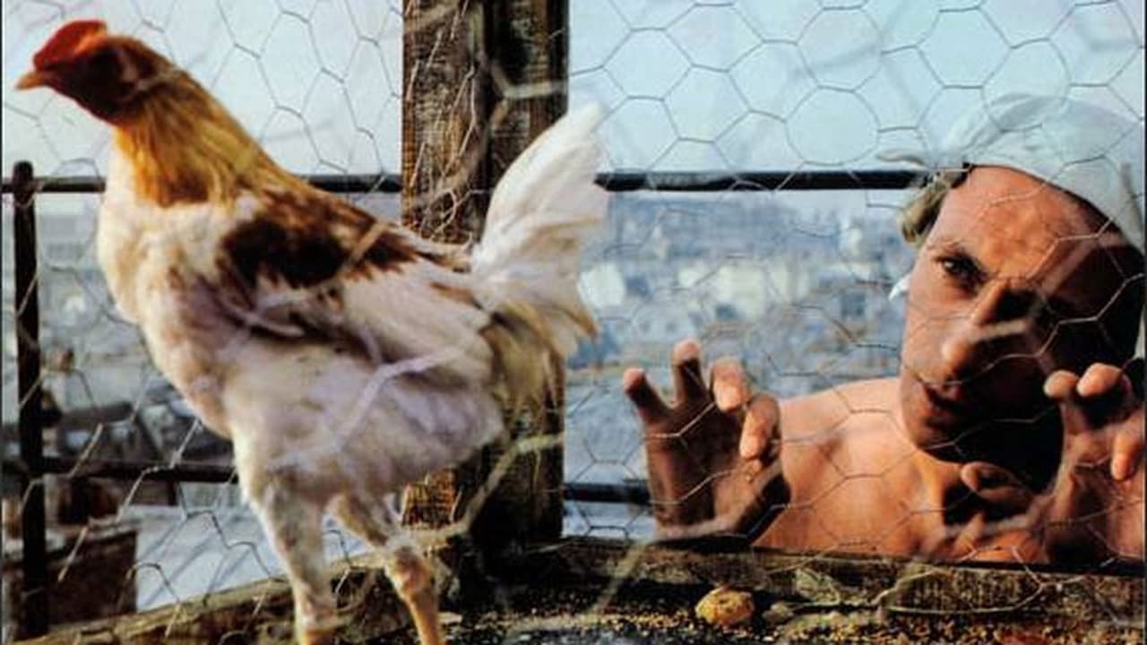 Backdrop – La Coqueluche