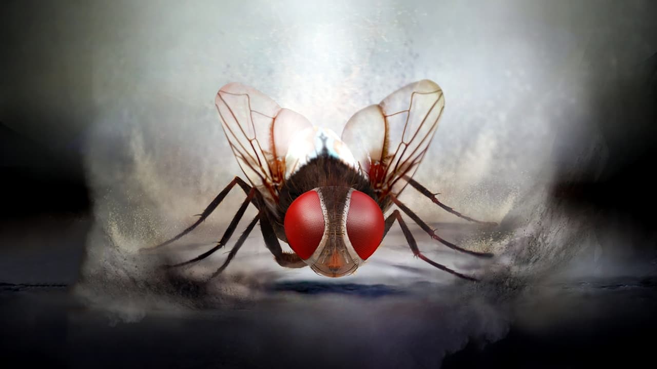 Backdrop – Makkhi - Die Rache der Fliege