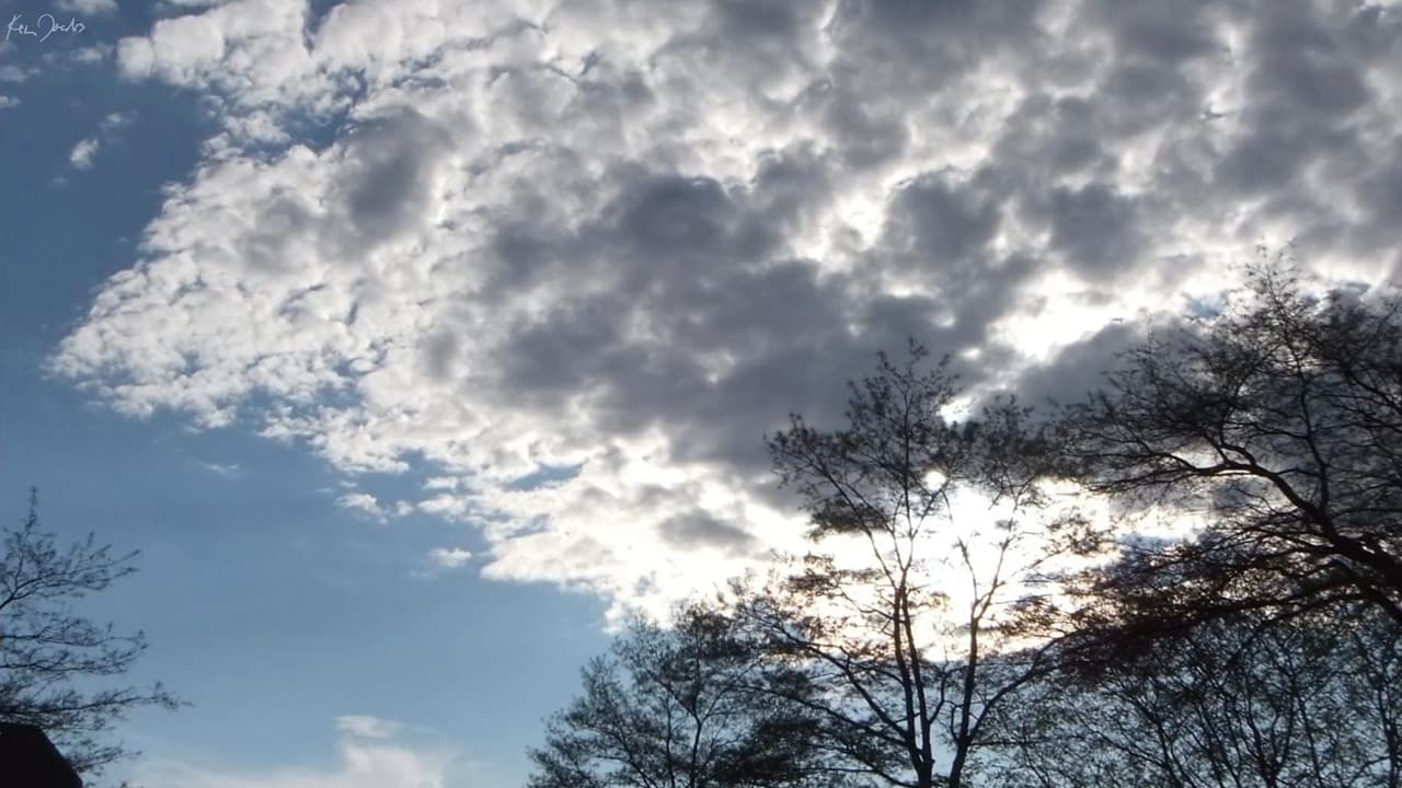 Backdrop – Clouds and Trees