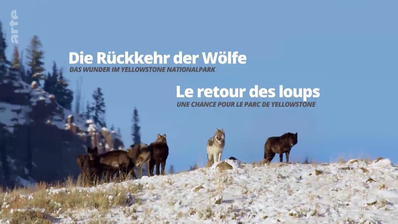 Backdrop – Die Rückkehr der Wölfe: Das Wunder im Yellowstone-Nationalpark