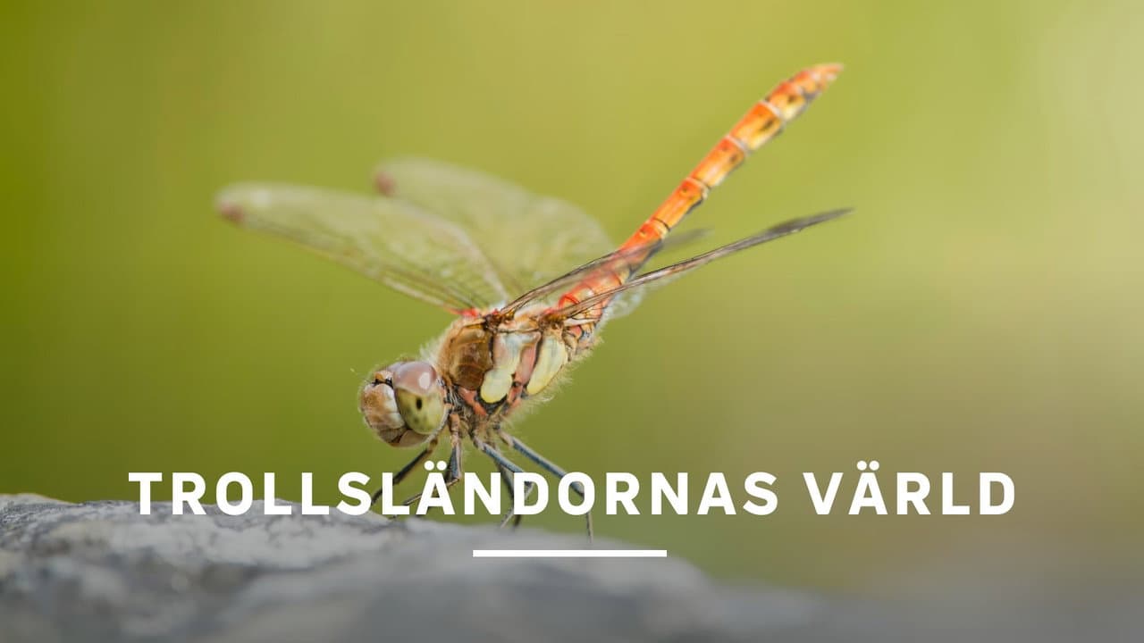 Backdrop – Dragons and Damsels