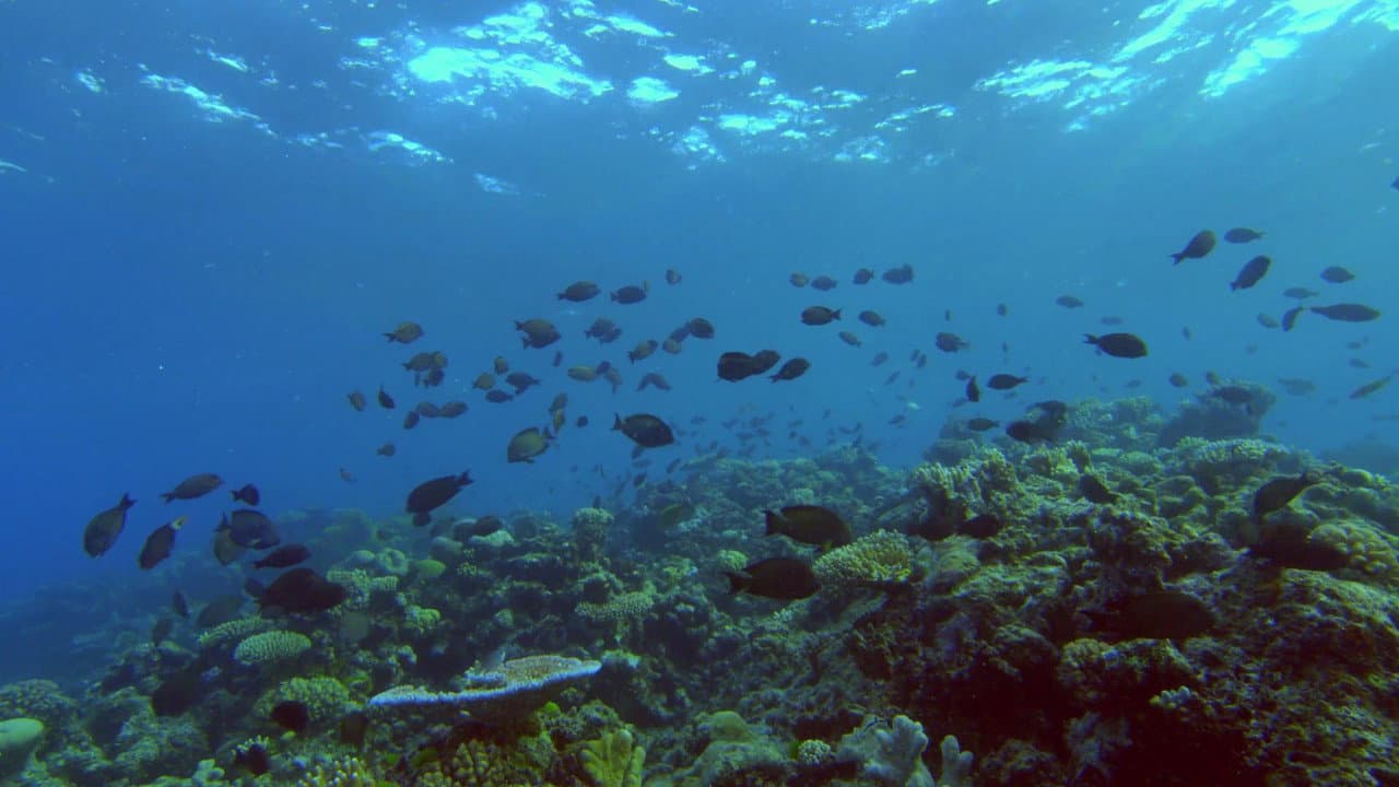 Backdrop – The Moon's Spell on the Great Barrier Reef