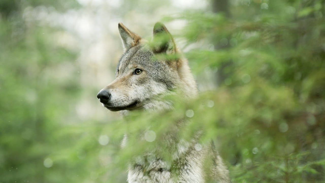 Backdrop – Wilder Grenzgänger - Der Wolf ist zurück
