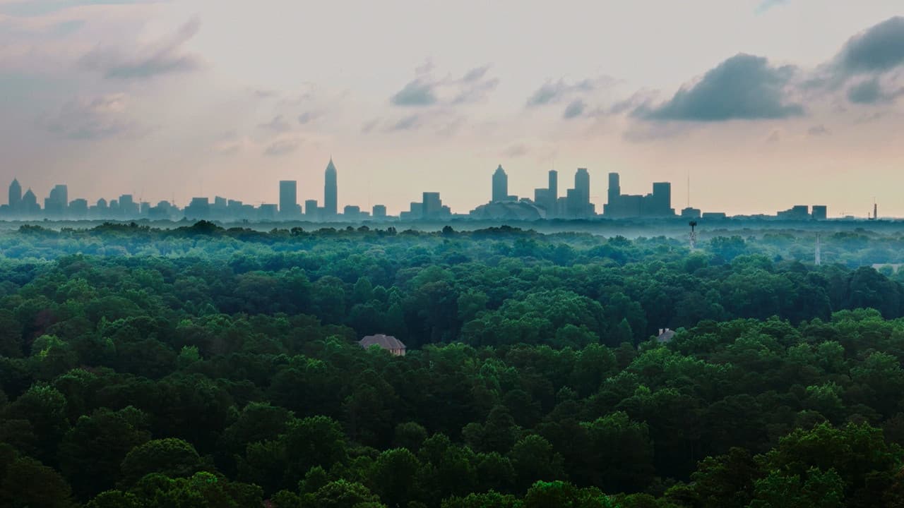 Backdrop – The Tree Economy