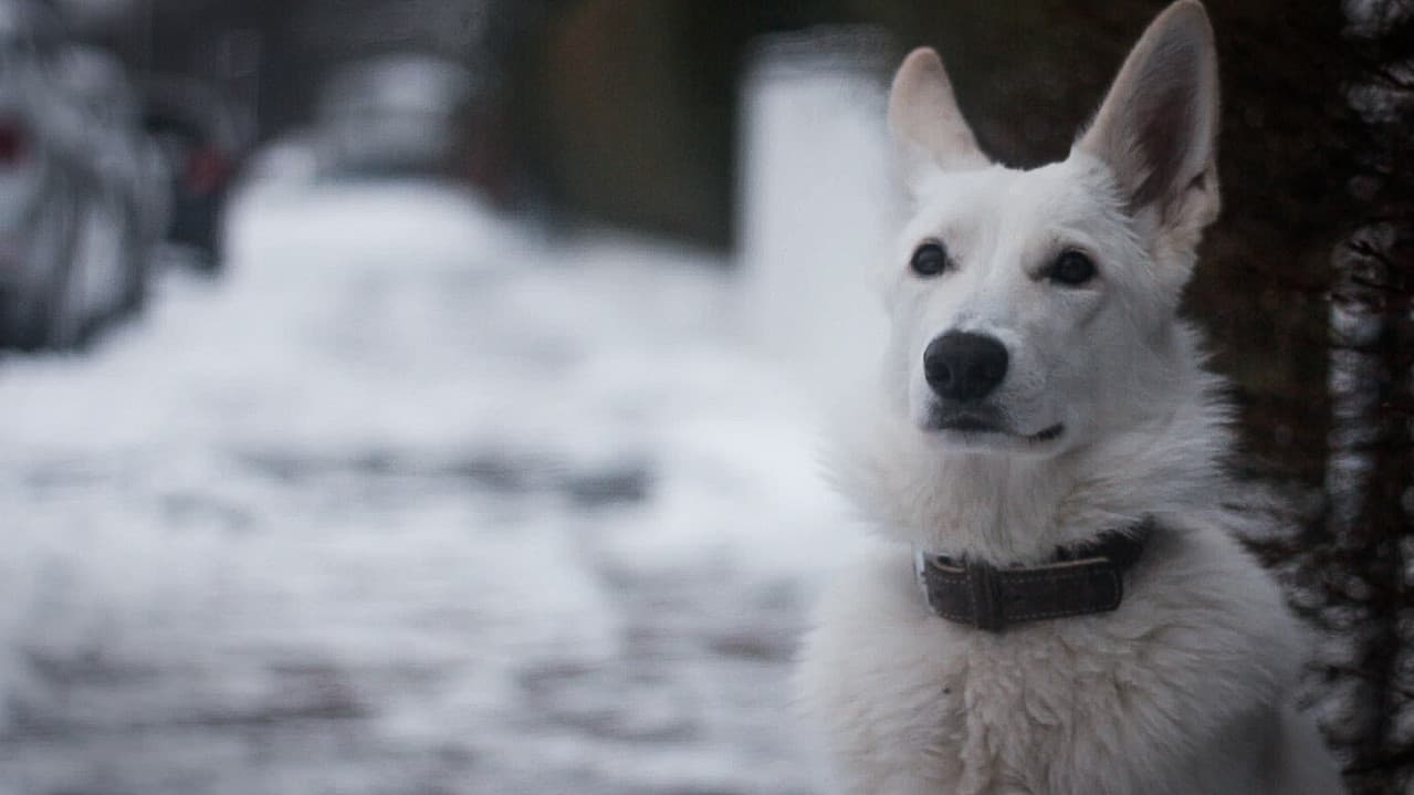 Backdrop – Snow Puppy