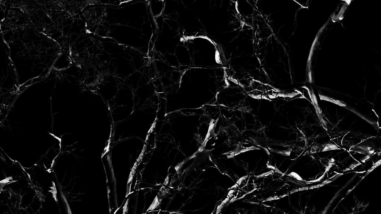 Backdrop – Dreams, Confessions and The End Of The World