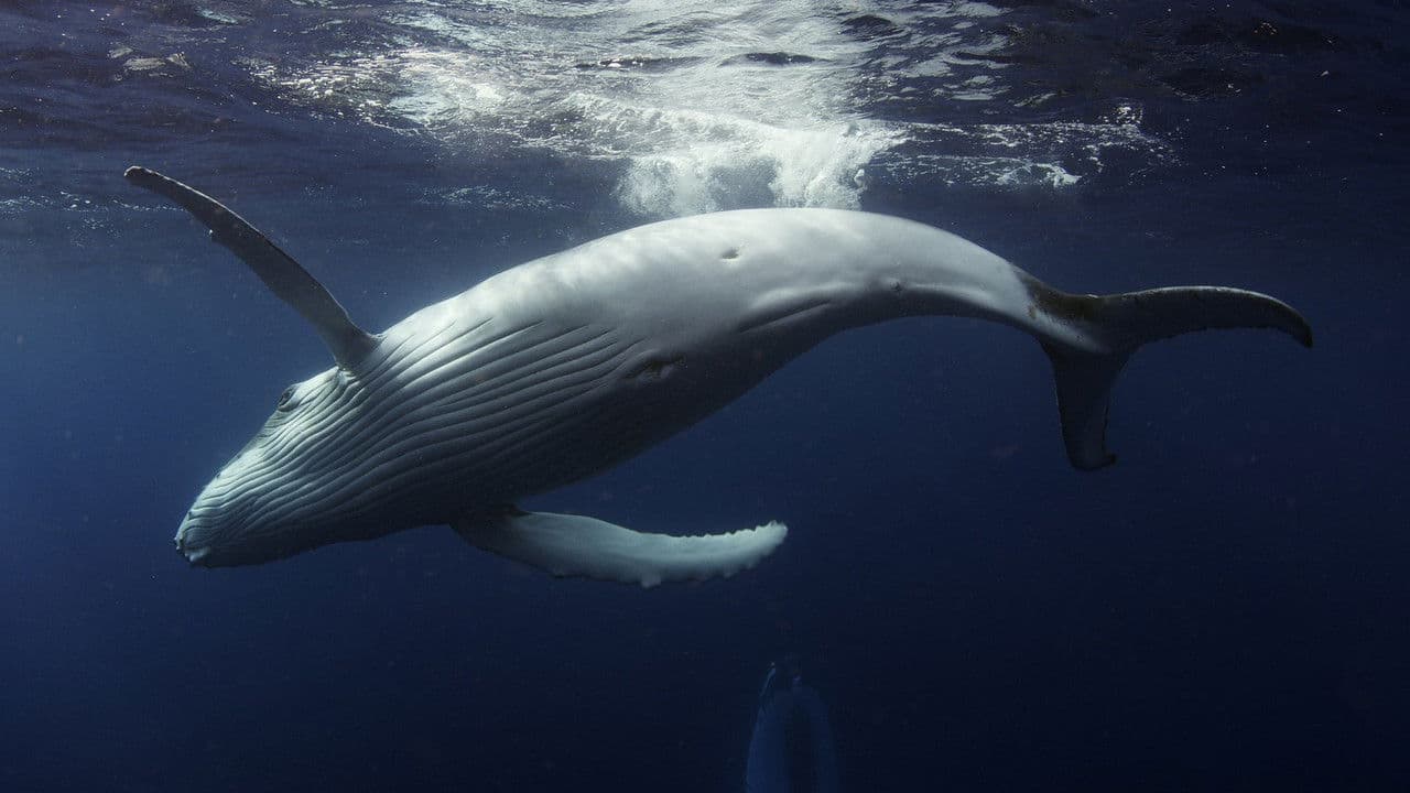 Backdrop – Ocean Odyssey