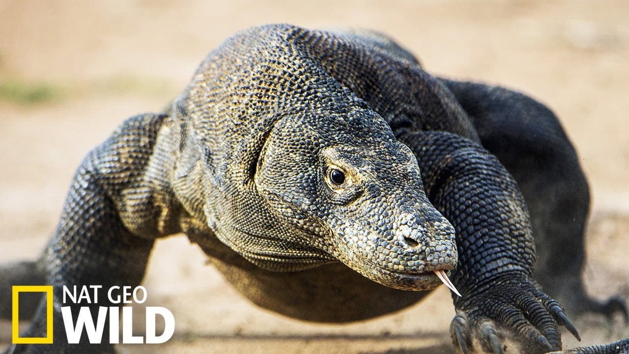 Backdrop – Les monstres de Komodo : une histoire d'amour