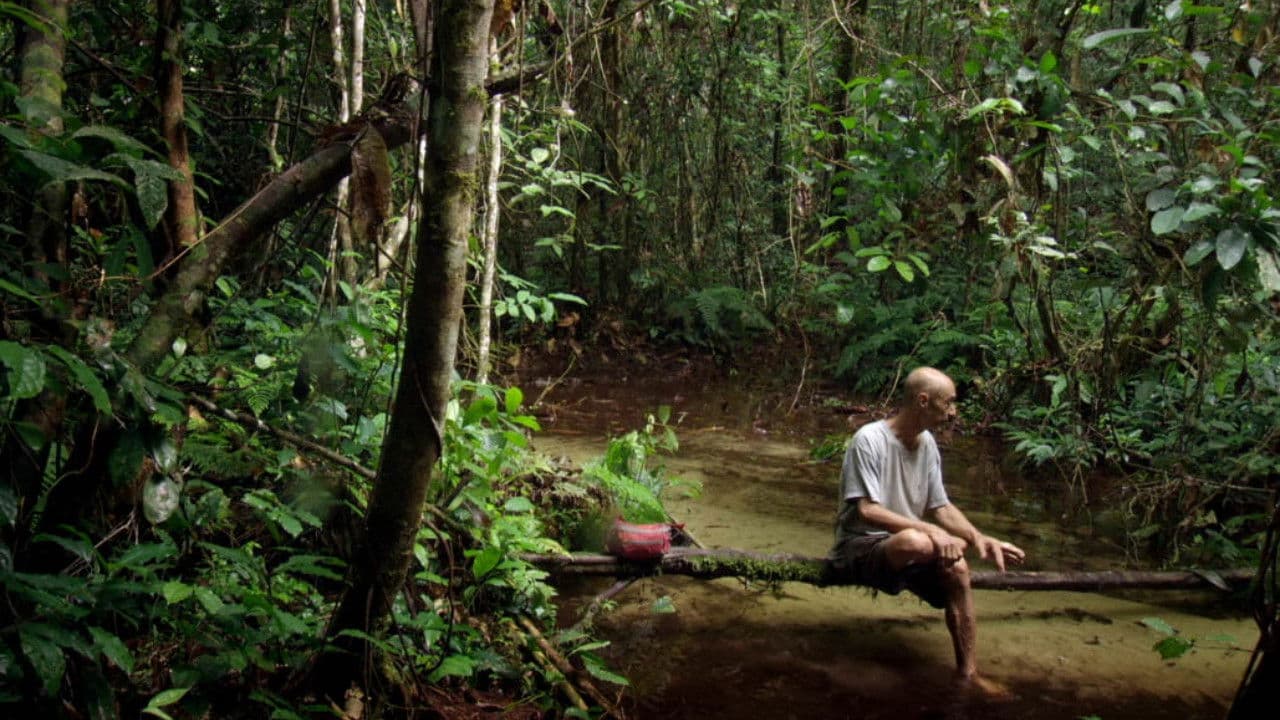 Backdrop – Song from the Forest