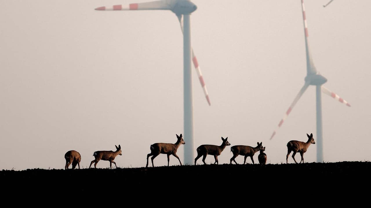 Backdrop – Wildnis 2.0 - Die Tierwelt auf Umwegen