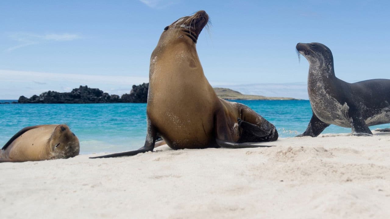 Backdrop – Galapagos