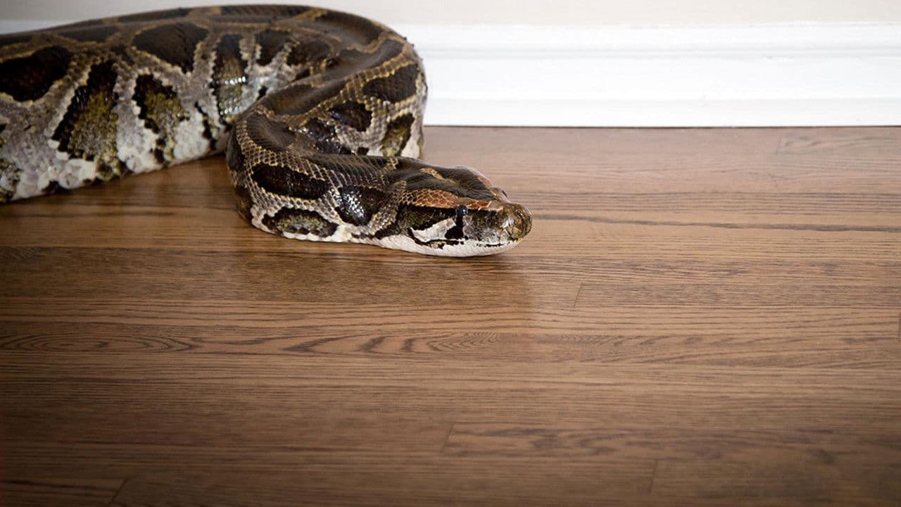 Backdrop – Devoured: Man-Eating Super Snake Returns