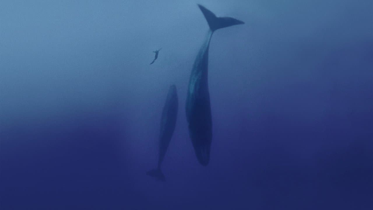 Backdrop – Freediver