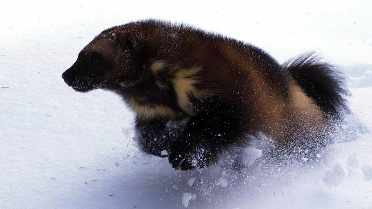 Backdrop – Wolverine - Chasing the Phantom