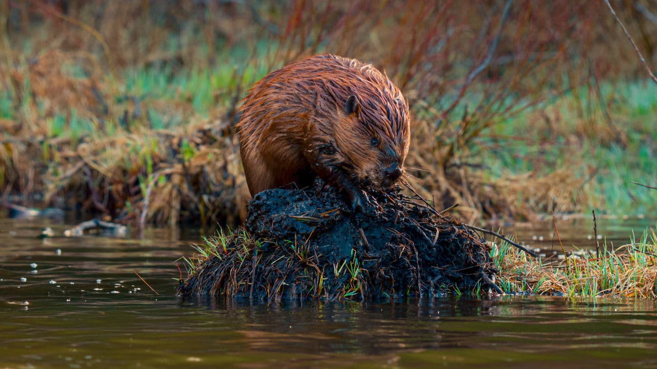 Backdrop – The American Southwest