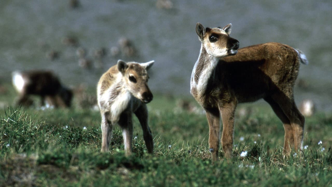 Backdrop – Being Caribou
