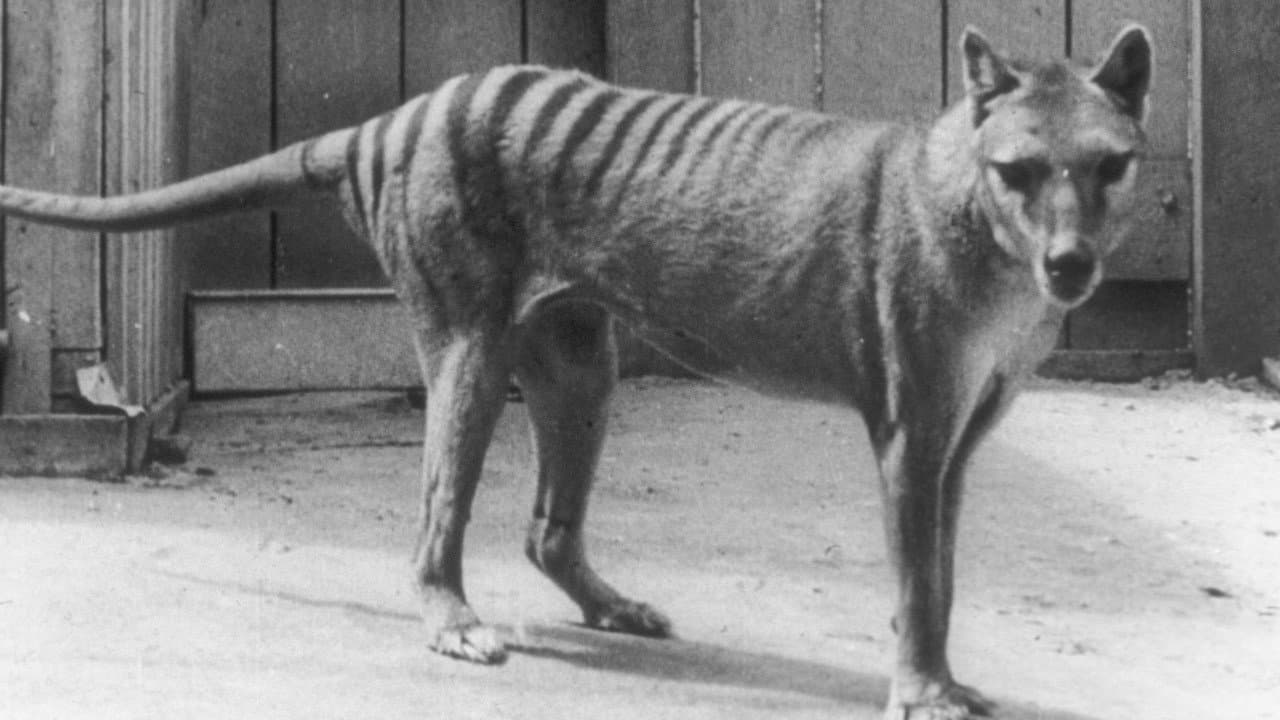 Backdrop – Extinct or Alive: The Tasmanian Tiger
