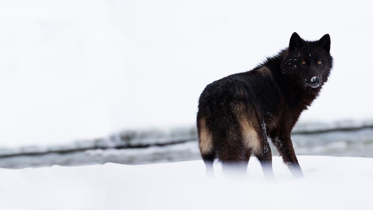 Backdrop – The Rise of Black Wolf