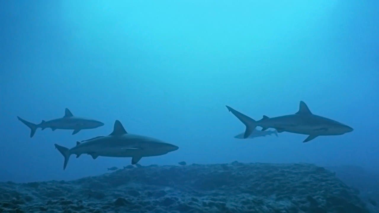 Backdrop – Atlantis