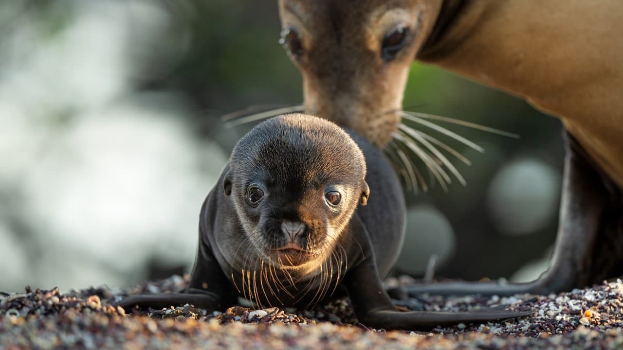Backdrop – Seelöwen auf Galapagos