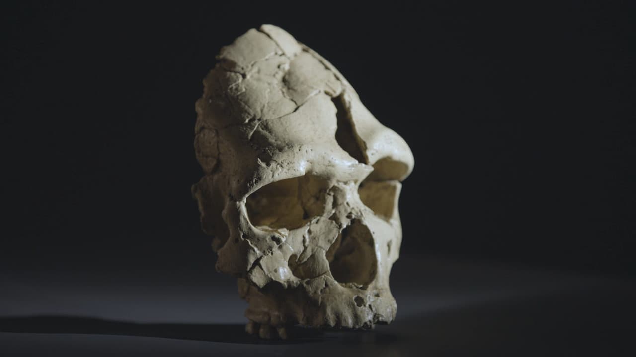 Backdrop – Tautavel : vivre en Europe avant Néandertal