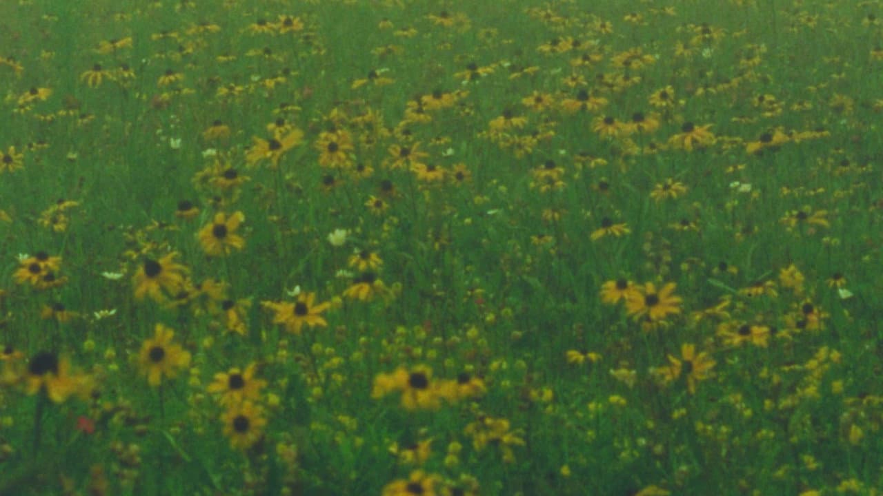 Backdrop – Mountain Wildflowers