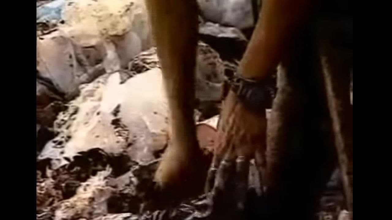 Backdrop – Boca de Lixo