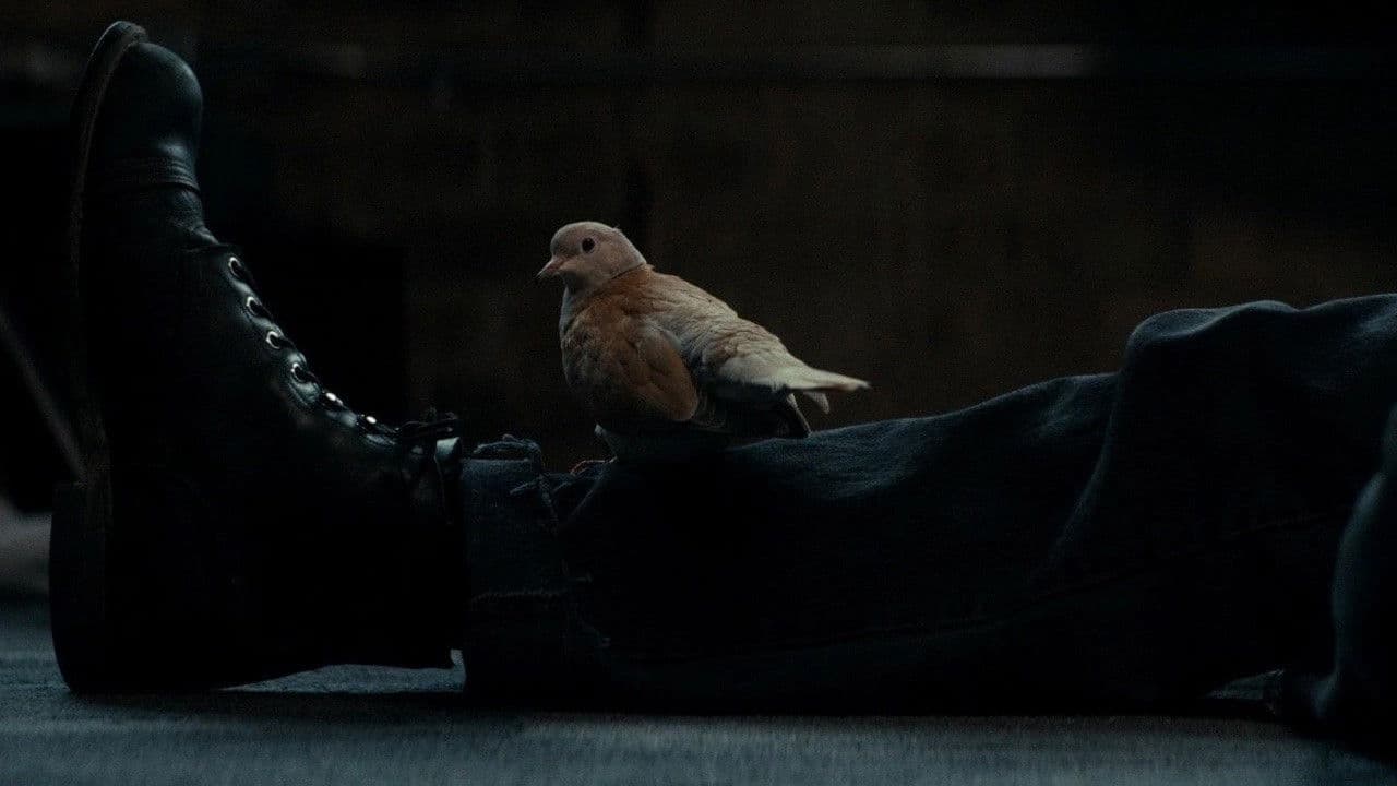 Backdrop – Ring Neck