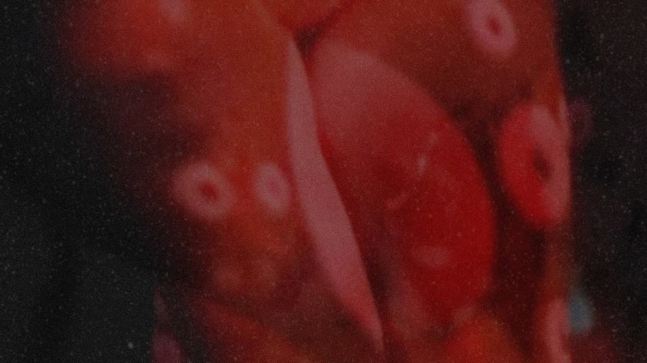 Backdrop – Is It A Plaisir