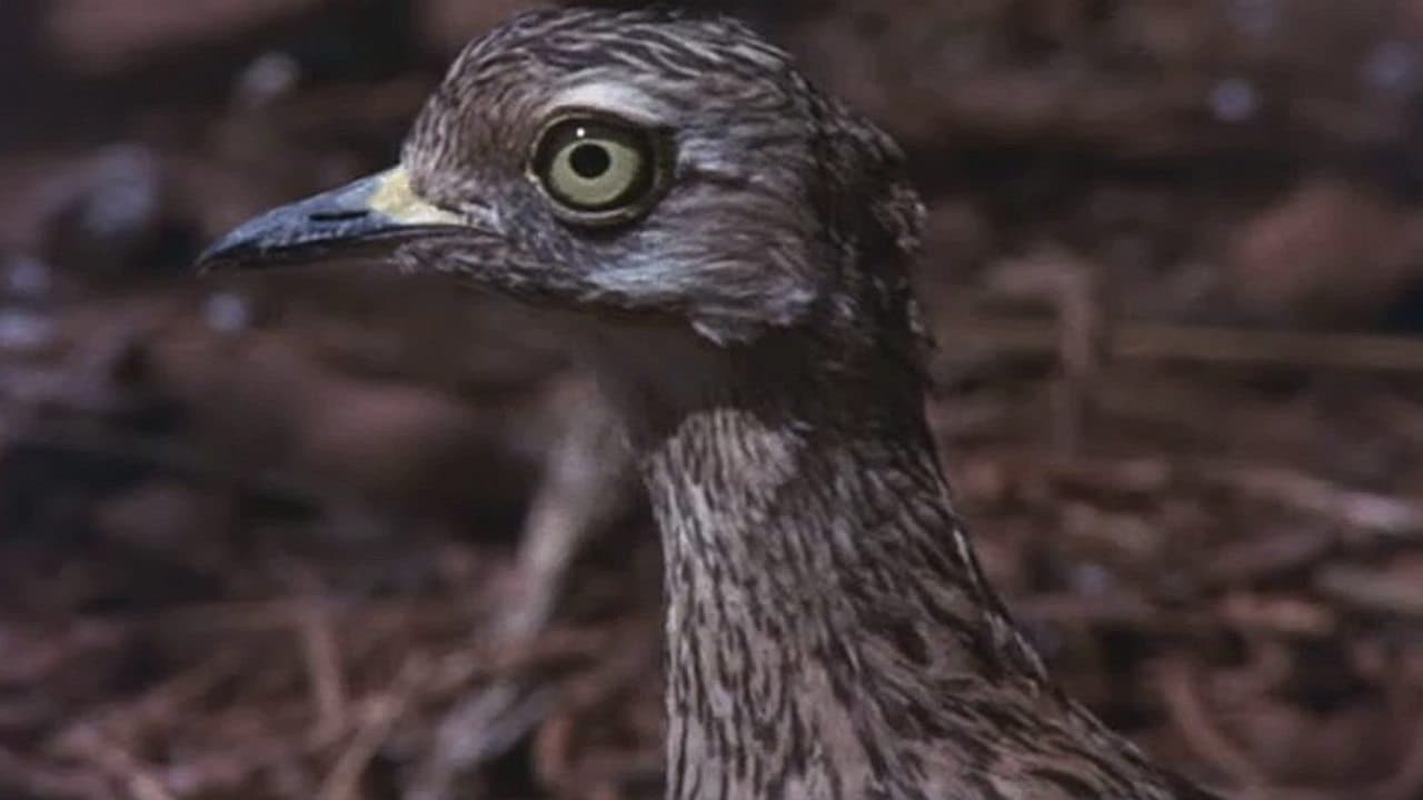 Backdrop – Die lustige Welt der Tiere