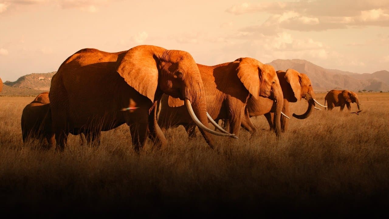 Backdrop – Die Elefantenmutter