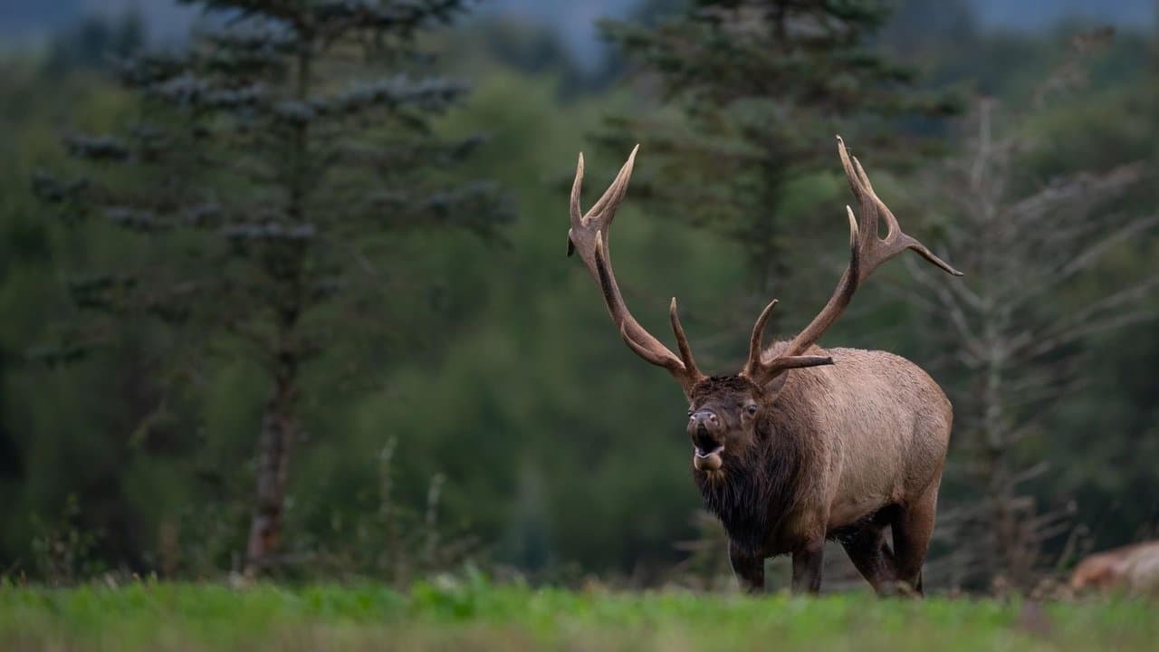 Backdrop – Elk Country