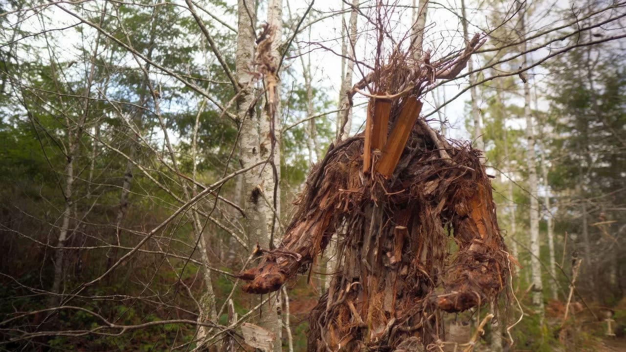 Backdrop – The Stickman's Hollow