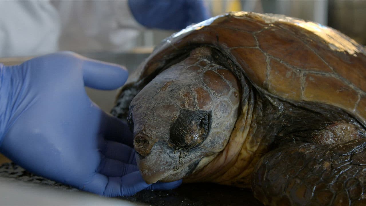 Backdrop – Man Kind Man