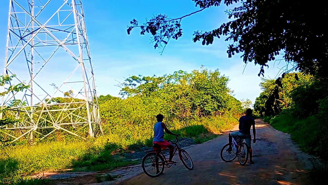 Backdrop – Árvores e Bicicletas