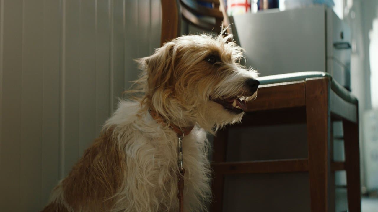 Backdrop – Smuggling Hendrix - Nicht ohne meinen Hund