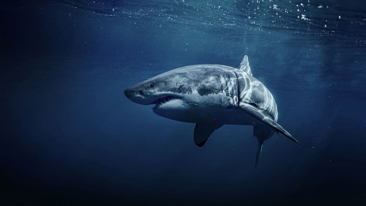 Backdrop – 50 Shades of Sharks