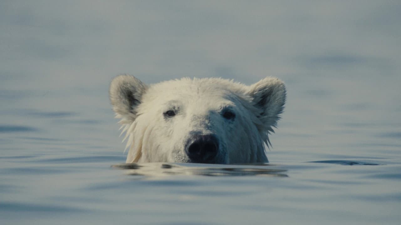 Backdrop – Nuisance Bear