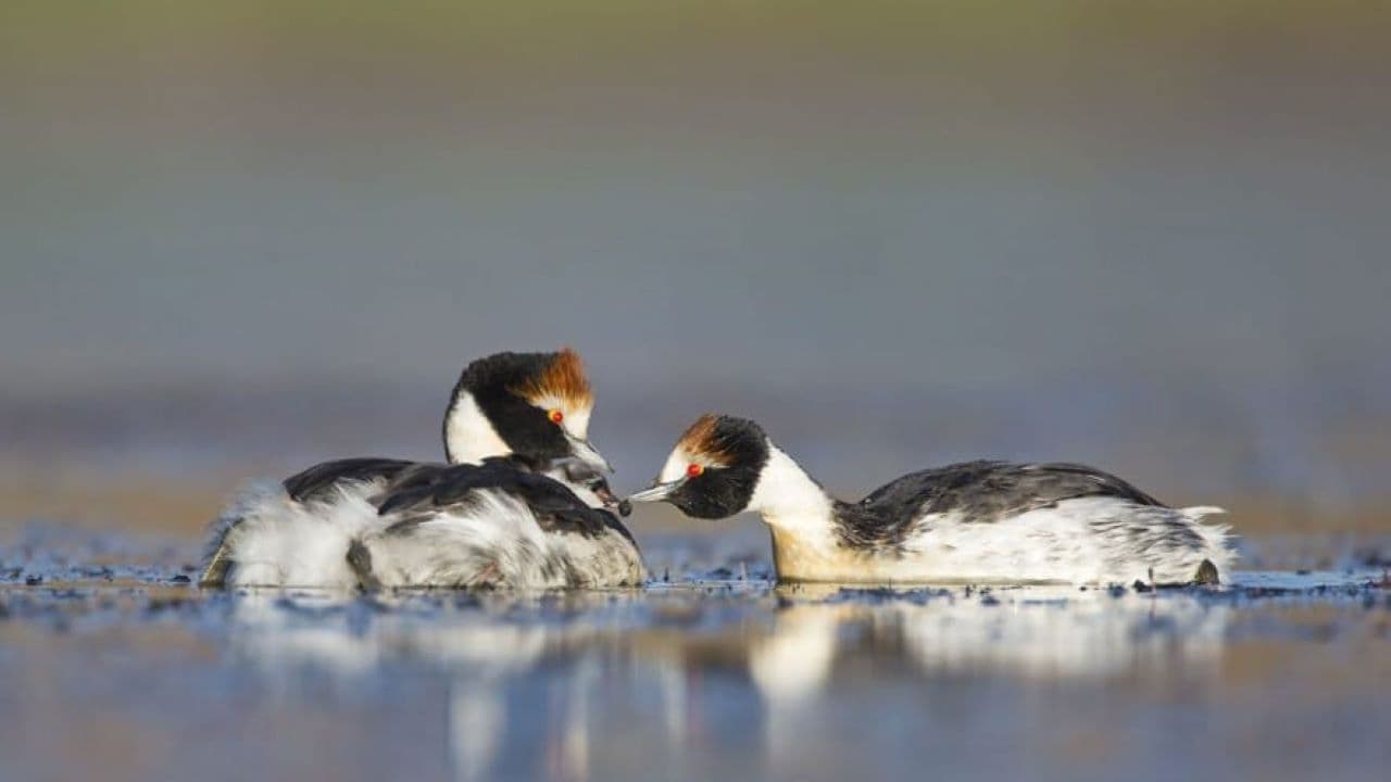 Backdrop – El Ocaso del Macá Tobiano