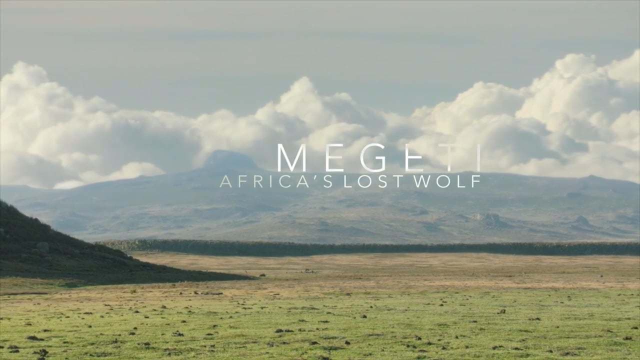 Backdrop – Megeti - Africa's Lost Wolf