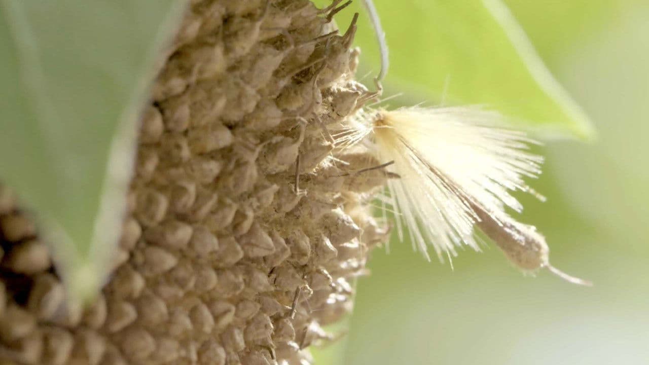 Backdrop – Geheimnisvolle Bewohner der Lüfte