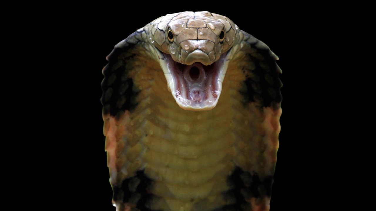Backdrop – Killer Snakes