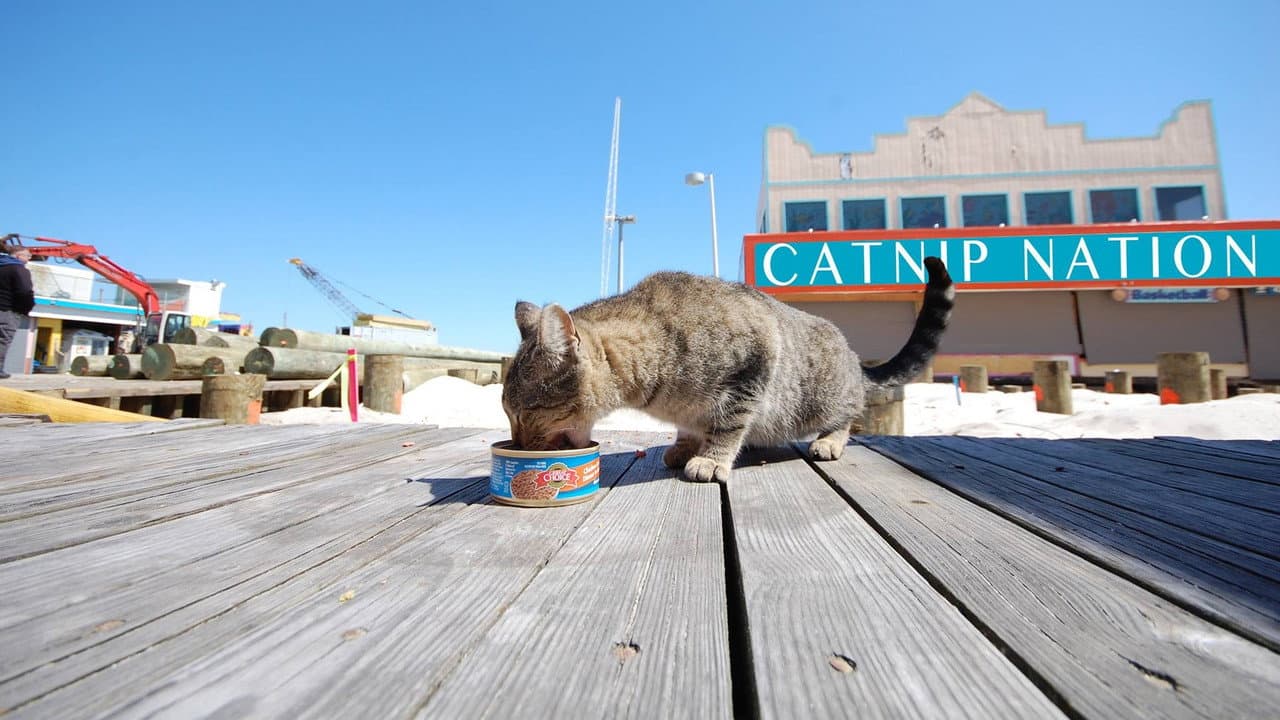 Backdrop – Catnip Nation