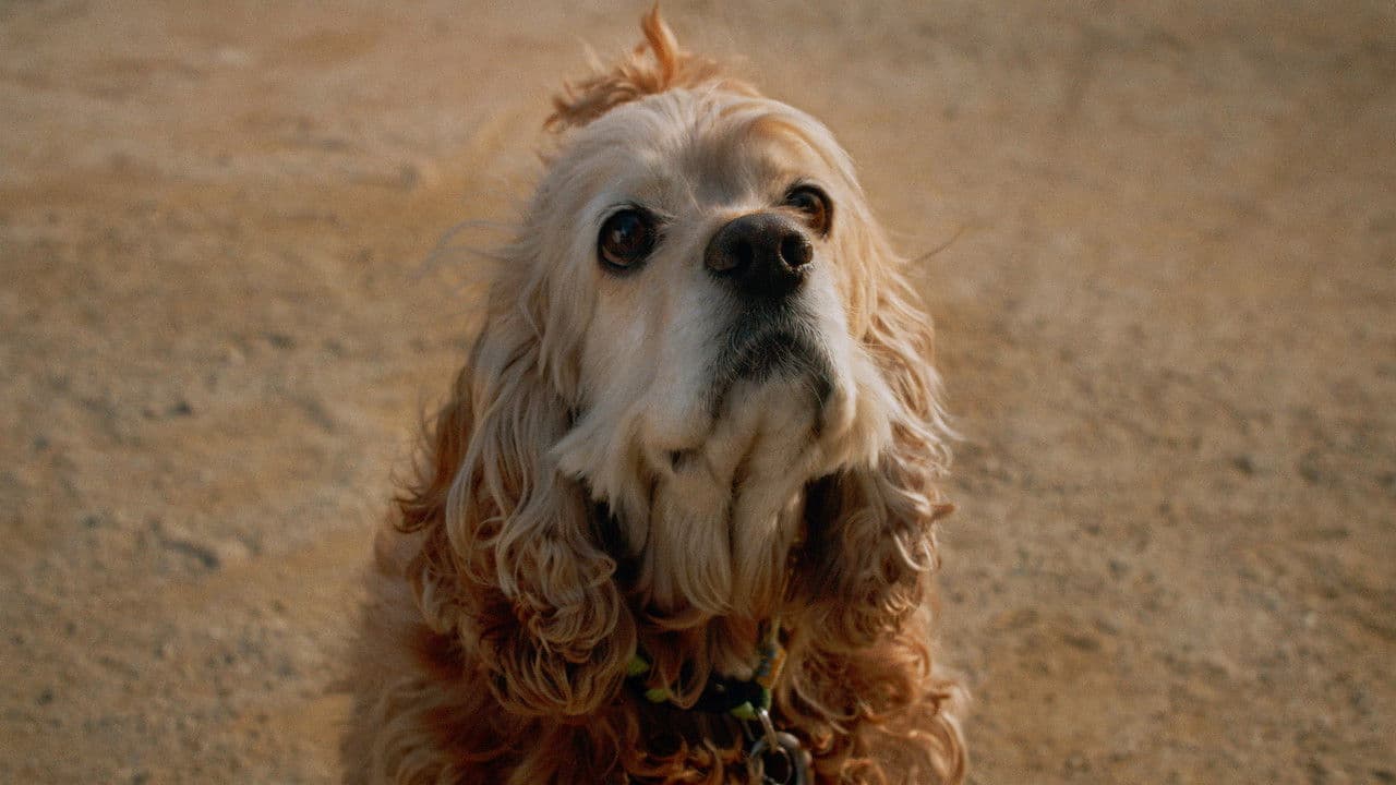 Backdrop – Dog in Translation