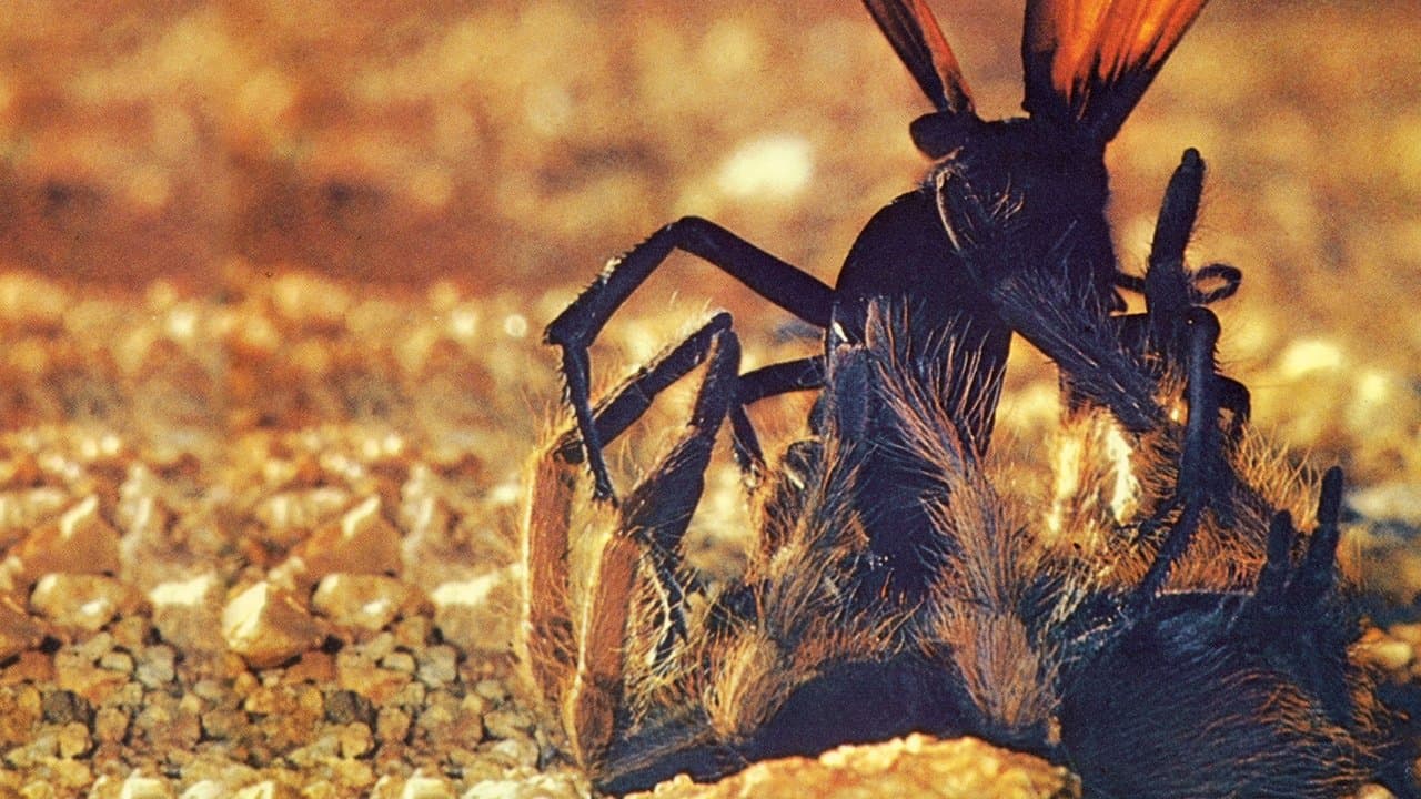 Backdrop – Die Wüste lebt